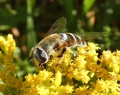 Eristalis stipator
