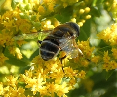 Eristalis stipator