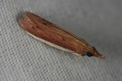Peoria roseotinctella