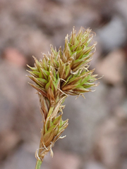 Carex tahoensis