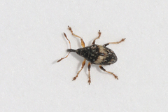 Nanophyes marmoratus