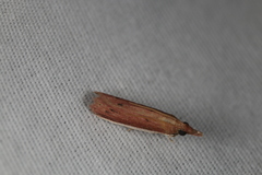 Peoria roseotinctella