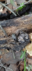 Cypherotylus californicus