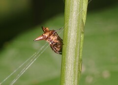 Micrathena triangularispinosa