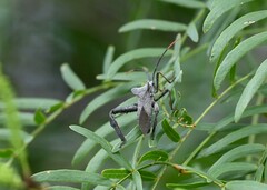 Acanthocephala alata