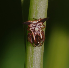 Micrathena triangularispinosa