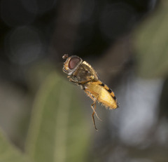 Syrphus octomaculatus