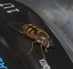 Syrphus octomaculatus