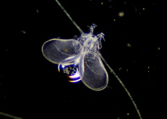 Ostracoda
