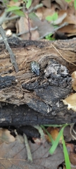 Cypherotylus californicus