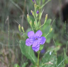 Ruellia