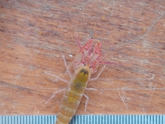 Alpheopsis chilensis