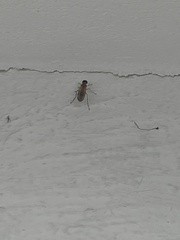 Ptecticus testaceus