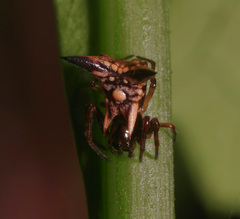 Micrathena triangularispinosa