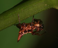 Micrathena triangularispinosa