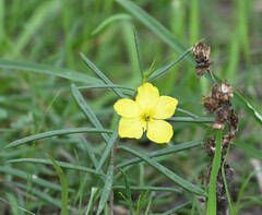 Talinum polygaloides