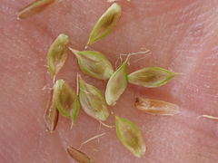 Carex tahoensis