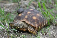 Gopherus berlandieri