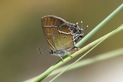Callophrys xami