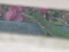 Anolis roquet