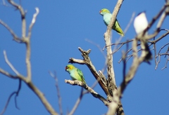 Parvipsitta porphyrocephala