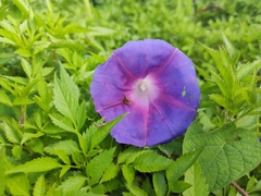 Ipomoea orizabensis orizabensis