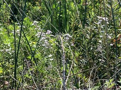 Symphyotrichum lentum