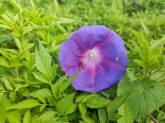 Ipomoea orizabensis orizabensis