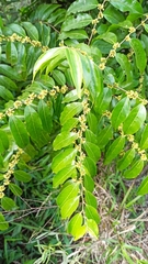 Casearia sylvestris