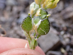 Draba ventosa