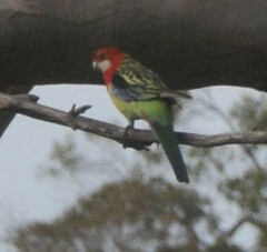 Platycercus eximius