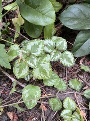 Lamium galeobdolon