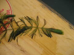 Ceratophyllum echinatum