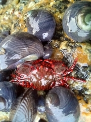 Allopetrolisthes spinifrons