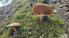 Suillus cothurnatus