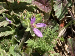 Erodium moschatum