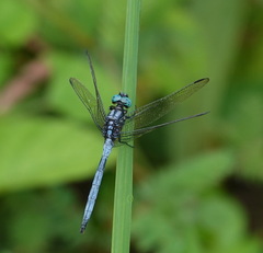 Orthetrum luzonicum