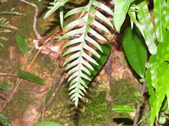 Pteris semipinnata