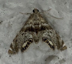 Petrophila fulicalis