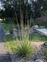Schizachyrium scoparium