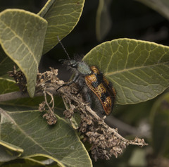 Astylus trifasciatus