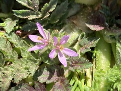 Erodium moschatum
