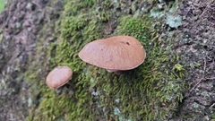 Suillus cothurnatus