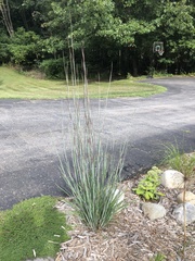 Schizachyrium scoparium