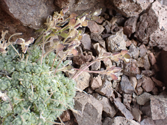 Draba ventosa