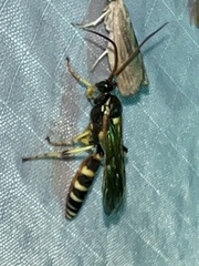 Ichneumon ambulatorius