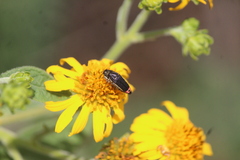 Acmaeodera flavomarginata