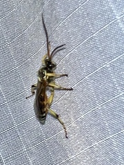 Ichneumon ambulatorius