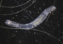 Naididae