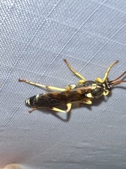 Ichneumon ambulatorius